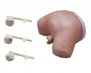 Prostate examination model: a new choice for health care