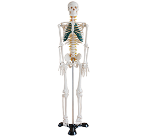 Human skeleton with nerve model 85cm