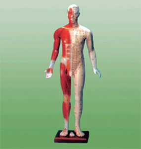 Precautions for the standard acupuncture point model