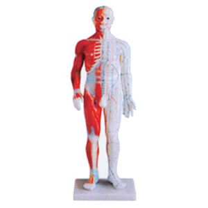 The simulation effect of the standard anatomical acupuncture model