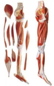 The role of the lower limb muscle anatomy model
