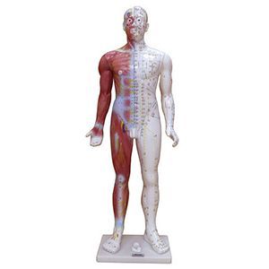 The functions of the Fourteen meridian point model