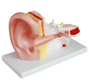 The role of the middle ear anatomical model