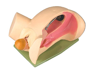 The role of the teaching model for the mechanism of childbirth