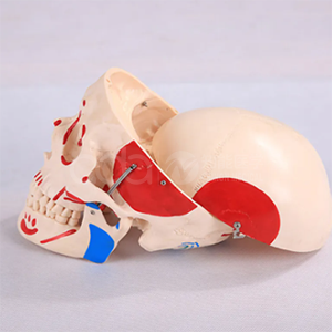 A natural large skull with muscle coloring model