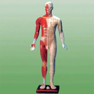 84cm model of fourteen acupoints