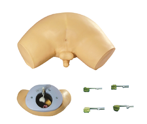 The application scenarios of prostate examination models