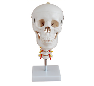 The application scenarios of the skull with cervical spine model